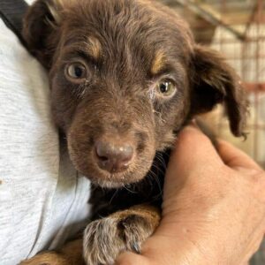 DARLI - Husten + Hautprobleme - vermittelt JW