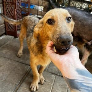 RALA (♀) - vermisst 10/23