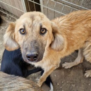 QARI - ausgereist zur Hundescheune Fläming