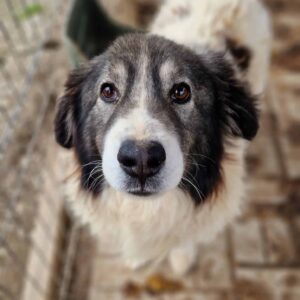 ANDIAMO (♂) - vermisst 11/24