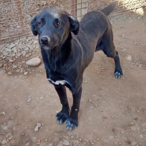 ZISA - reserviert Tierhilfe Lebenswert DR 11.01. - vermittelt