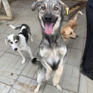 LEONARDO - Notfall - stark verdrehte Vorderpfote - reserviert LS vermittelt