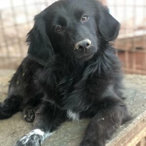 LINDY - auf Pflegestelle in PLZ 9 *vermittelt*