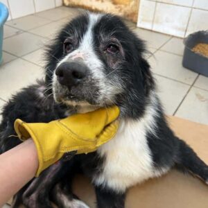 BARLOW - müder Opa mit Hautproblemen - ausgereist zu Vierbeiner in Not