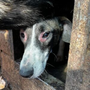 GRACIE - vermittelt NH