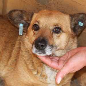 SELMALY - reserviert TST Rösrath vermittelt