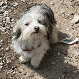 LEILANI reserviert Vergessene Pfoten Stuttgart (02/09) vermittelt