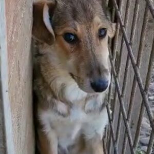 LILI - sollte zeitnah ausreisen - reserviert NH - vermittelt