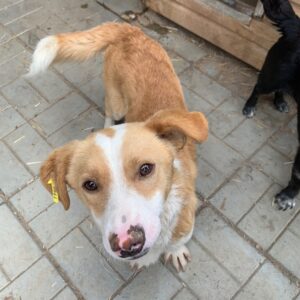 MONSI - reserviert TST Europa vermittelt