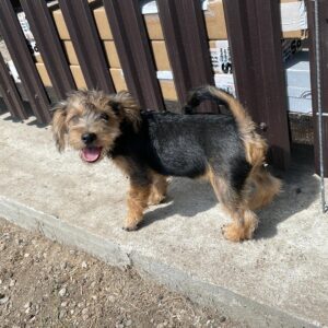 STROLCH - reserviert TST Rösrath 18.09 vermittelt