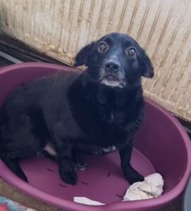 CHARLI - reserviert TH Wannigsmühle 19.09 vermittelt