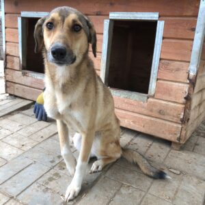 SURVINA - auf Pflegestelle in PLZ 2 vermittelt