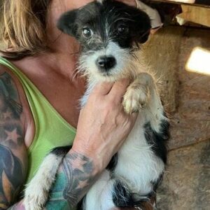 PIPSIE - vermittelt MD