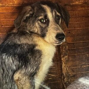 MUNGO (♂) - vermisst 11/24