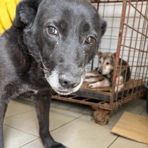 FREDY - reserviert Mihaela DR - vermittelt