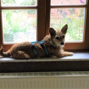 ABBY (Sophie) in 49809 Lingen (Ems) - vermittelt