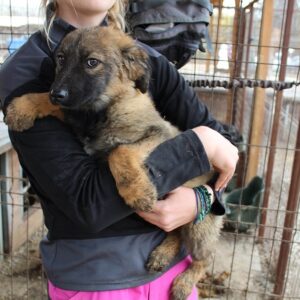 EMIL - auf Pflegestelle in PLZ 99 - vermittelt