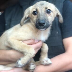 KLEO - reserviert LS vermittelt