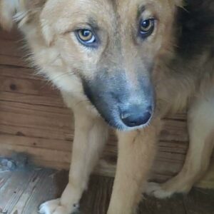 SONIO - auf Pflegestelle in PLZ 2 vermittelt