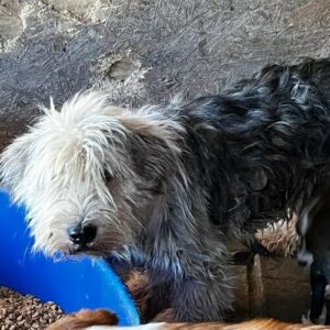 ANTON - völlig verfilzt, leidet vor Ort - vermittelt Manuela