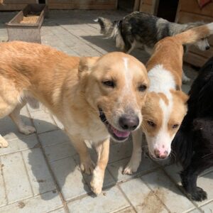 BLOSSOM - auf Pflegestelle in PLZ 5 ausgereist- vermittelt