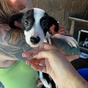 NETTY - ausgereist zur Hundescheune Fläming