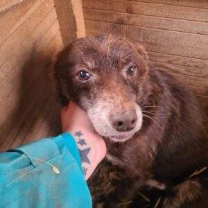 SCHRÖDI - resignierter Opi - reserviert Betty - vermittelt