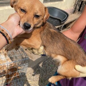 JIMNEY - reserviert TST Rösrath 24.09 vermittelt