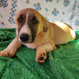 TEARS - auf Pflegestelle in PLZ 4 *vermittelt*