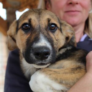 SAPHIRA - reserviert Alexandra - vermittelt