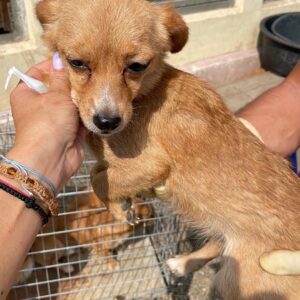 MIRABELL - reserviert Hundescheune Fläming 11.09 vermittelt