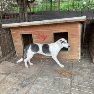 FLECKI - vermisst 04/2023