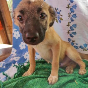 PICCOLO - auf Pflegestelle in PLZ 1 vermittelt