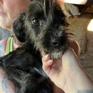 VANNY - ausgereist zu PVA