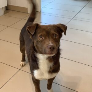 Bruno in 47877 Willich *vermittelt*