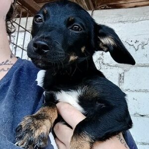 DINAH - ausgereist zur Tierhilfe Lebenswert