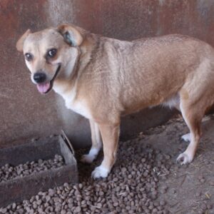 ADELE - ausgereist zum TST Rösrath (AL)