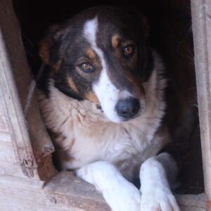 BEBA - auf PDR PS im PLZ Bezirk 64 - vermittelt