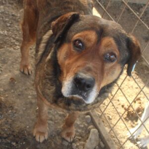 COBY (♂) - RBB 11/2024