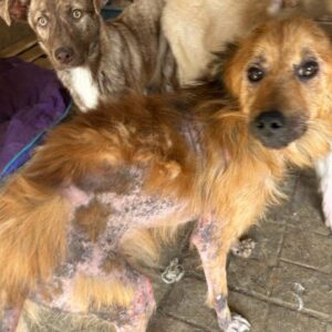 THIAGO - hartnäckige Hautprobleme - reserviert TiNO DR (vorher Klinik Bukarest / PM) - vermittelt