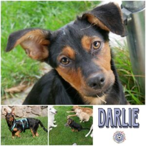 DARLIE in 21493 Möhnsen - vermittelt