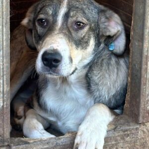 NOURY (♂) - RBB 01/25