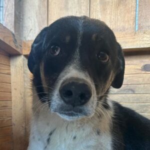 SCOTTY (♂) - dringend Platz gesucht!