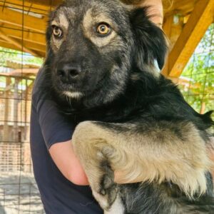 FELLOW (♂) - wird schüchtern! - sollte zeitnahe reisen!