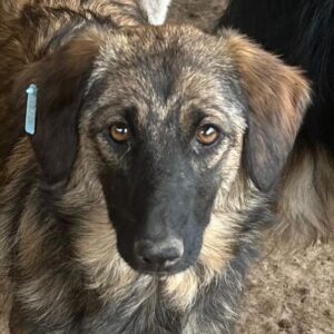 IWANKA (♀) - vermisst 10/24