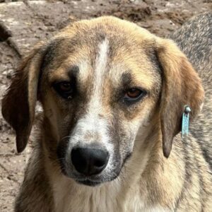 ZOEY (♀) - vermisst 11/24