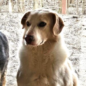 IVO (♂) - vermittelt MH