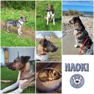 NAOKI (♂) in 76771 Hördt - vermittelt