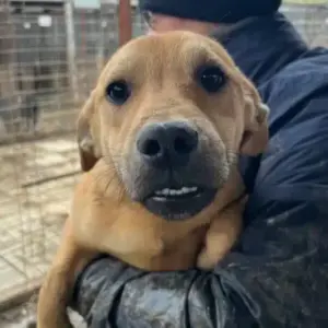 BACIO (♂) - vermittelt NH