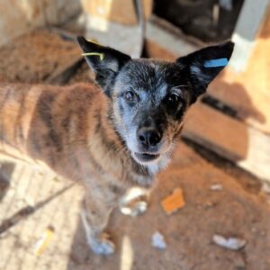 ALESSIO - vermittelt MD